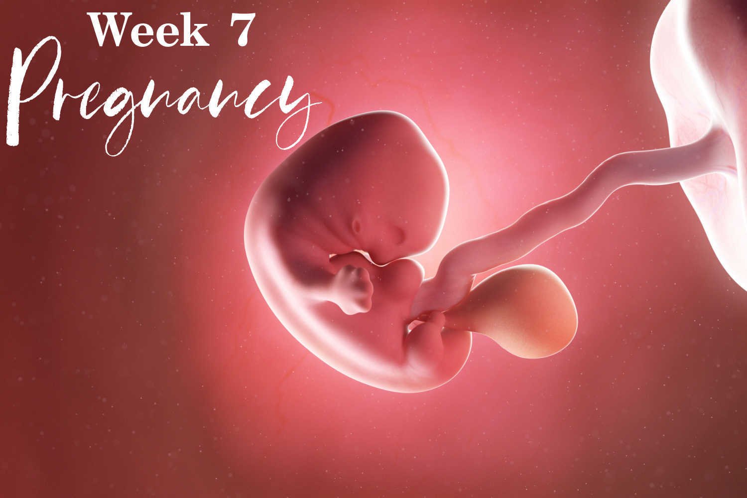 how-does-your-body-change-during-week-7-of-pregnancy-being-the-parent