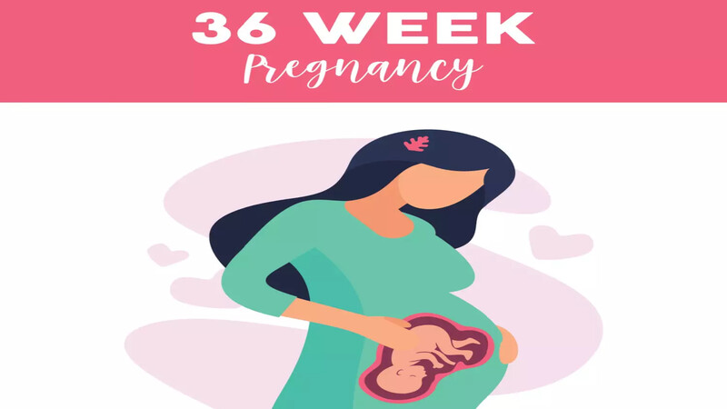 pregnancy 36 week