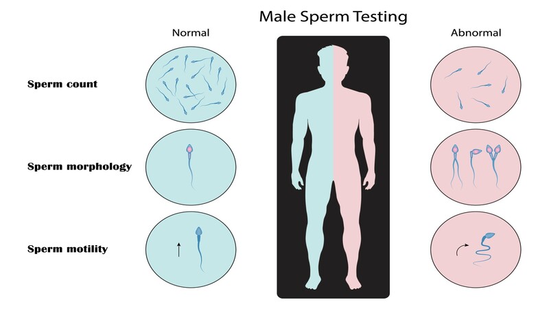 Smoking-effect-on-sperm-count-and-quality 