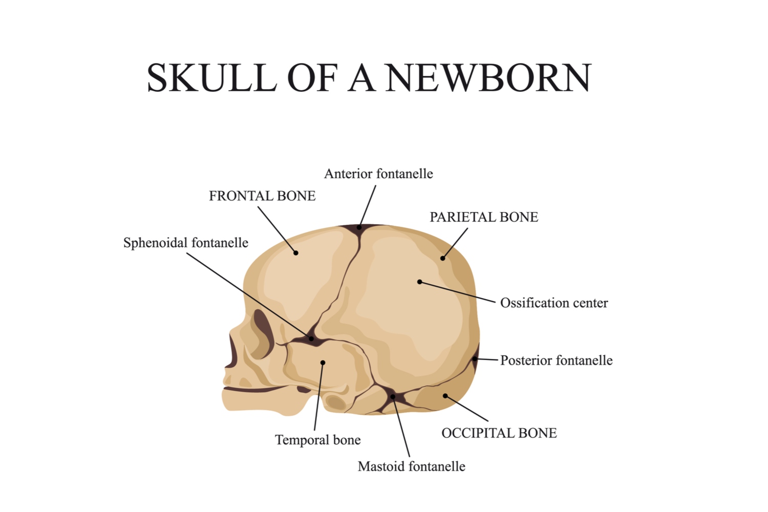 What Is Another Name For The Soft Spots Present In The Skull At Birth