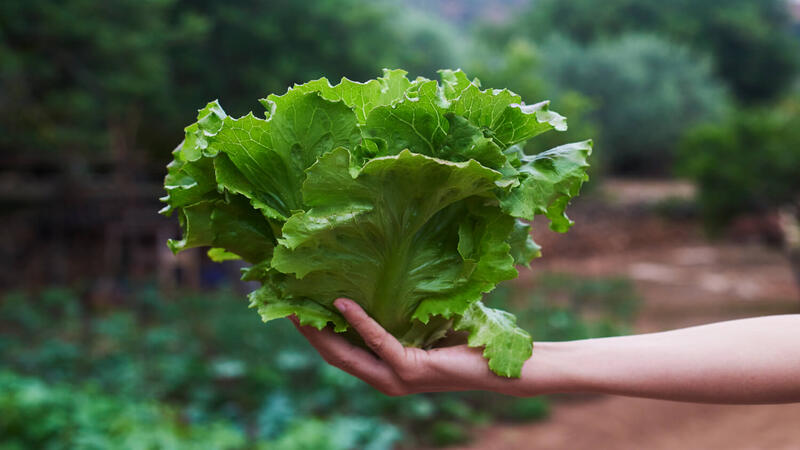 lettuce-during-pregnancy