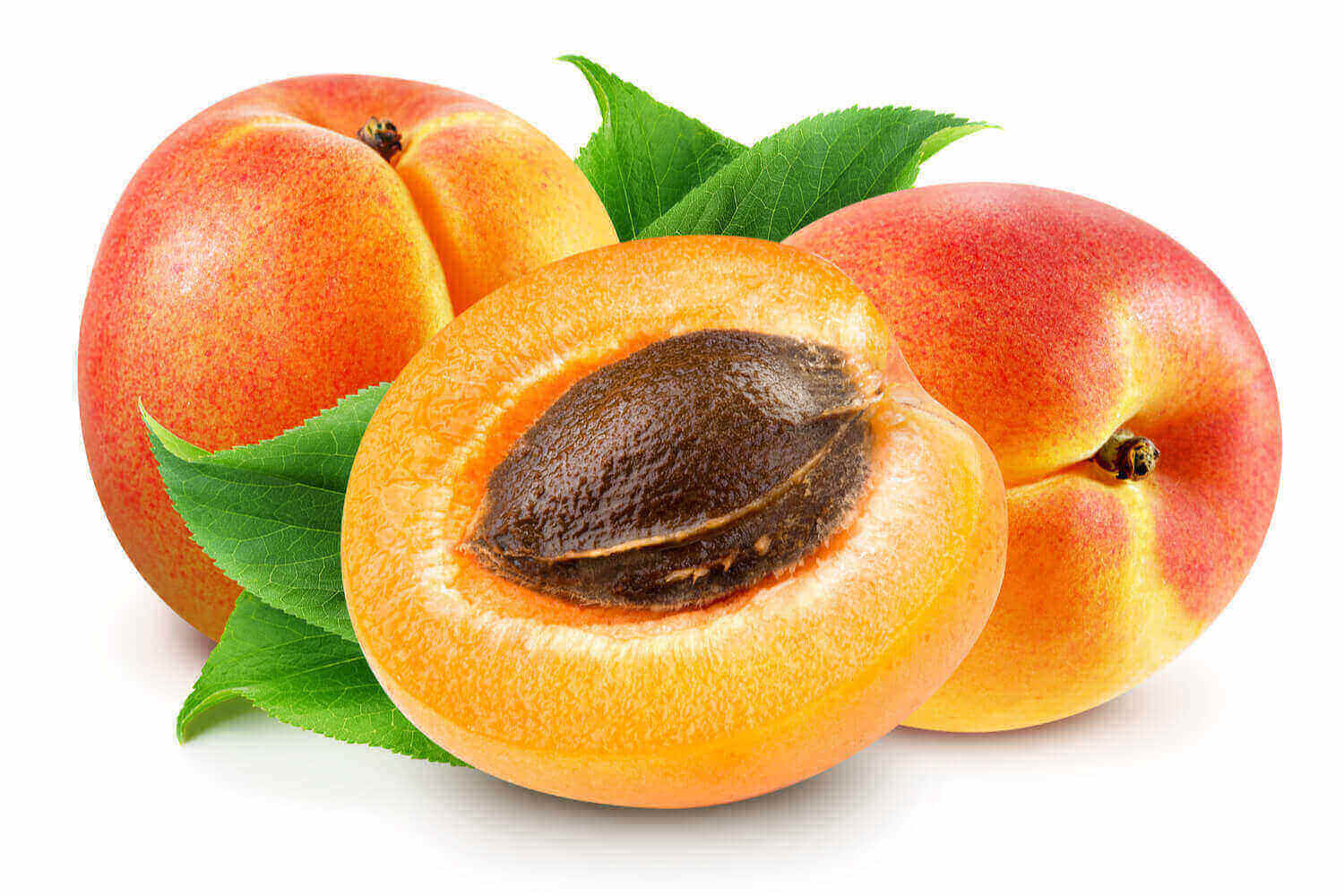 are-apricots-safe-during-pregnancy-being-the-parent