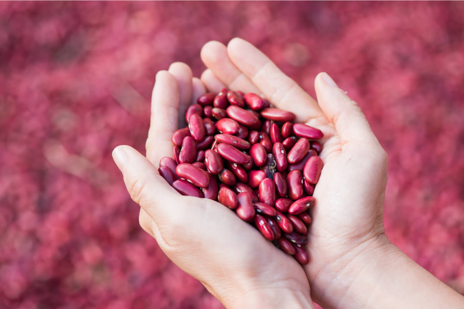 benefits-of-kidney-beans-during-pregnancy-being-the-parent