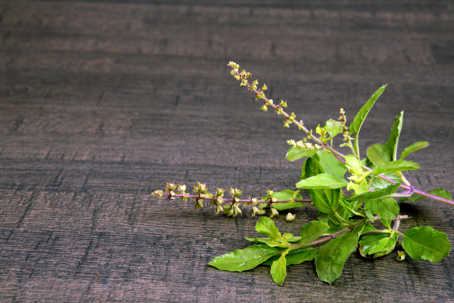 is-tulsi-safe-during-pregnancy-being-the-parent