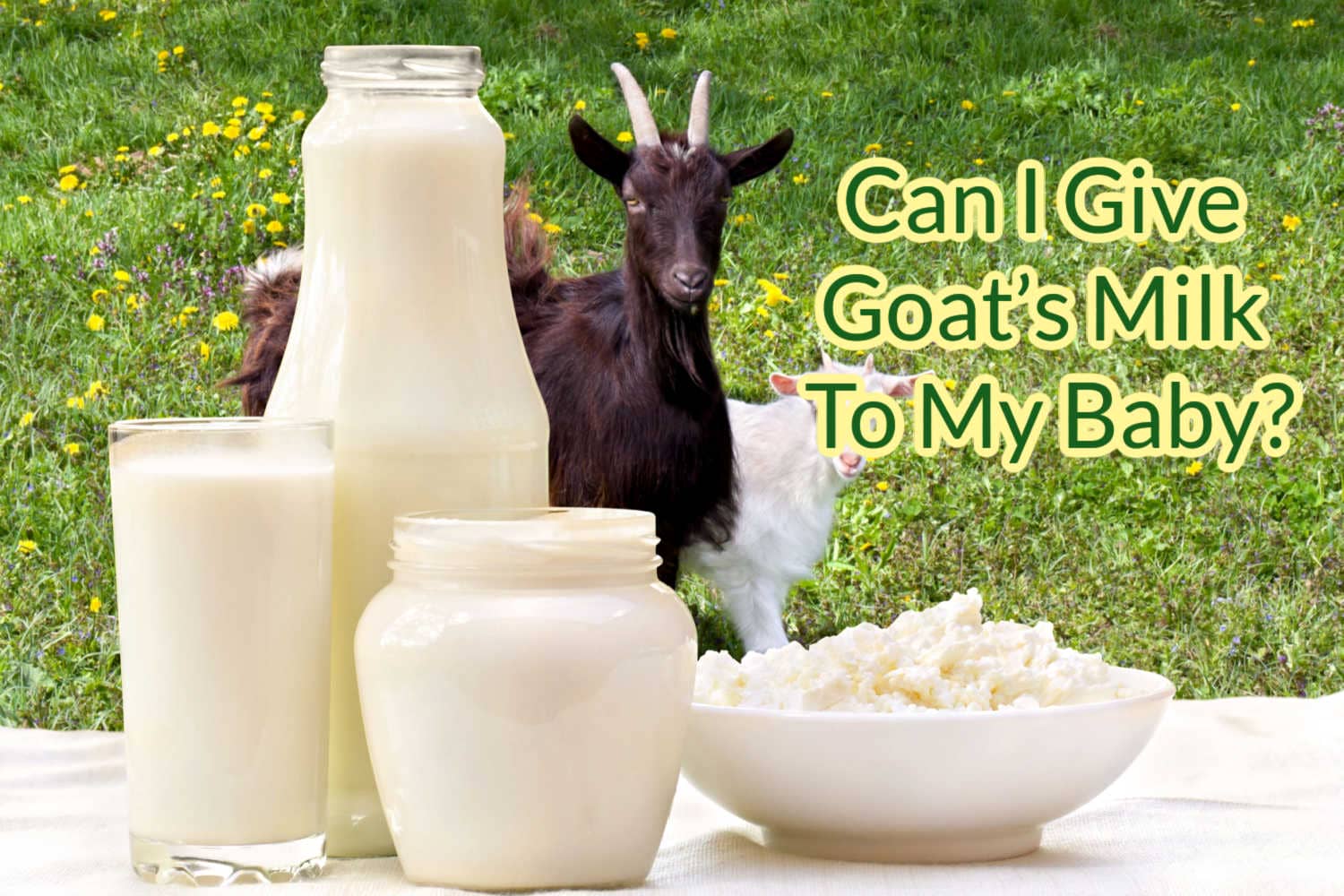 Can I Give Goat's Milk To Baby? - Being The Parent