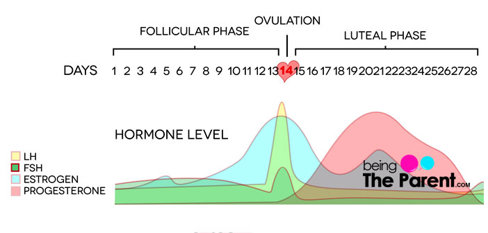 luteal-phase-defects-how-it-impacts-fertility-and-ways-to-treat-it