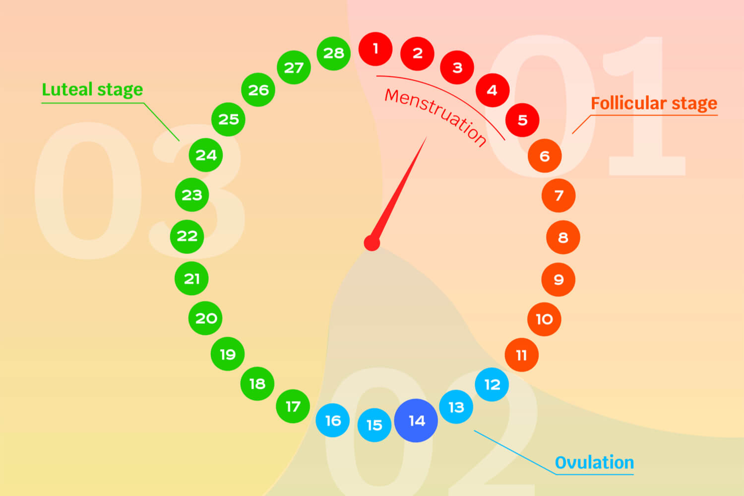 Luteal Phase And It s Relation To Pregnancy Being The Parent