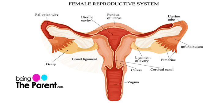 Cervical Length Why Does It Matter During Pregnancy Being The Parent