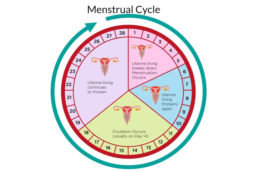 Important Facts About Ovulation - Being The Parent