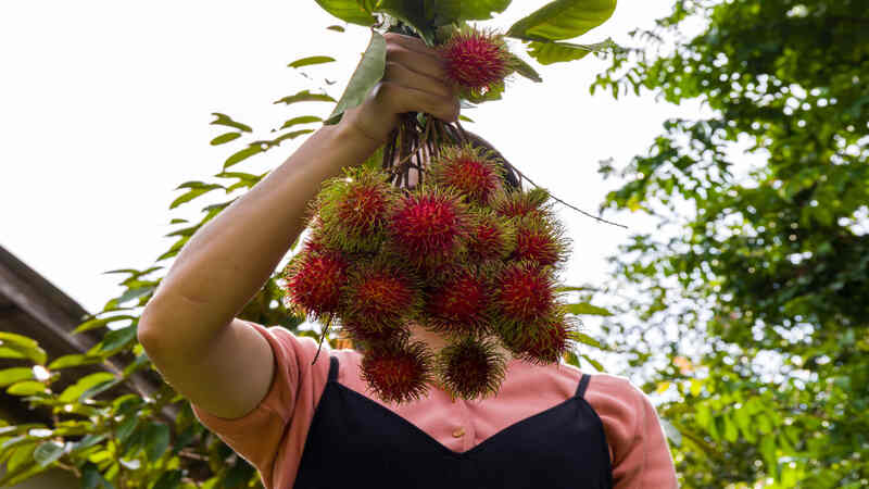 Woman-holding-a-bunch-of-Rambutan