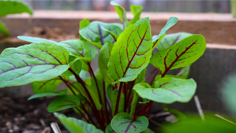 Bunch-of-sorrel-leaves