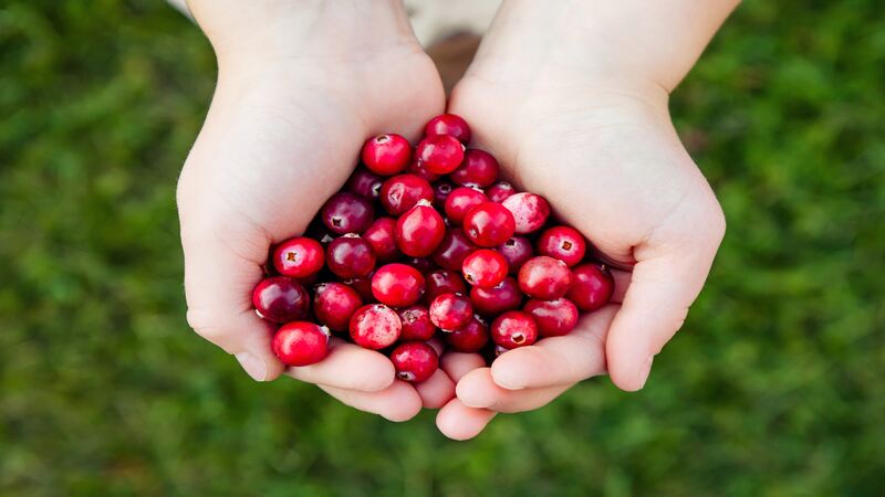 Cranberries for babies