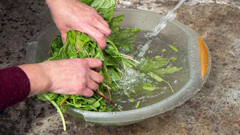 washing-sorrel-leaves