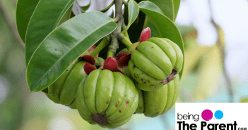 Is It Safe To Use Garcinia Cambogia While You Are Breastfeeding Being The Parent