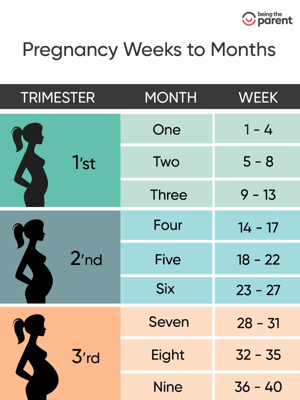 How To Calculate Pregnancy Weeks And Months