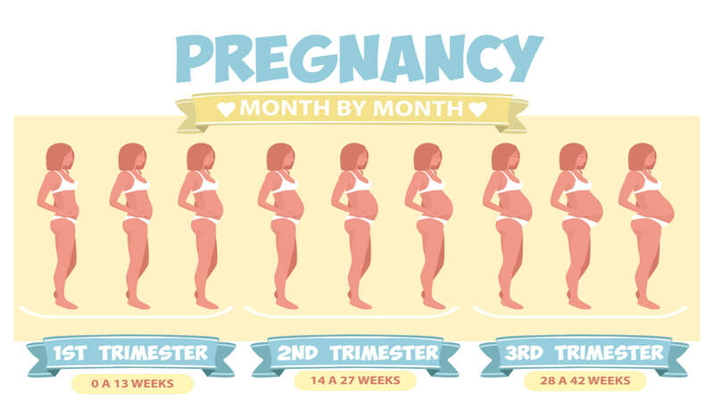 pregnancy-trimester