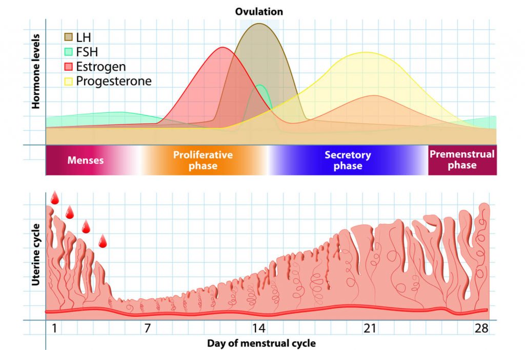 Normal Endometrium Thickness In Pregnancy - Being The Parent