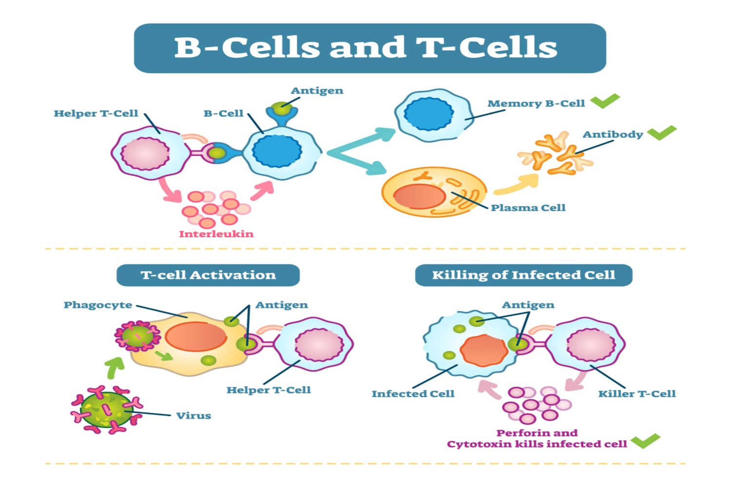 What is Immune Memory - How Does It Work By Dr. Sagar Bhattad - Being ...