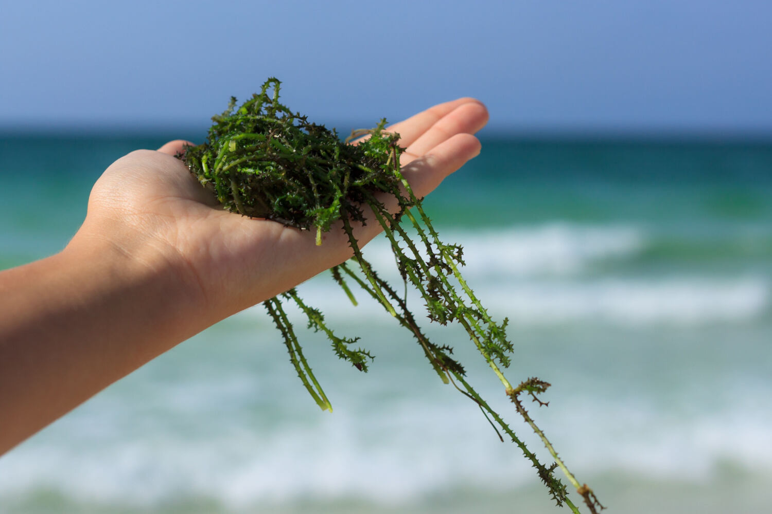 Is Green Seaweed Safe During Pregnancy