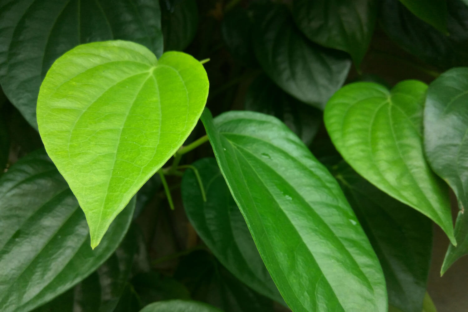 is-it-safe-to-consume-betel-leaves-during-pregnancy-being-the-parent