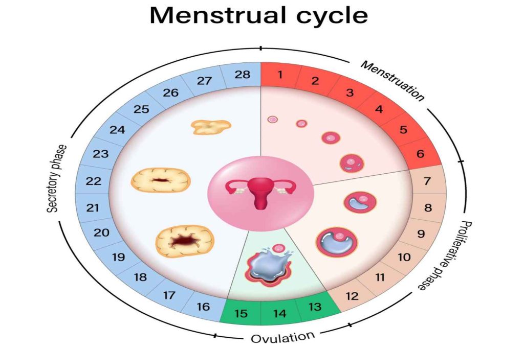 How to Calculate Safe Period To Avoid Pregnancy? - Being The Parent