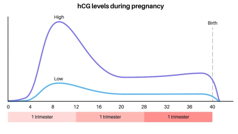 Hcg Levels Chart During Pregnancy: Week By Week - Being The Parent