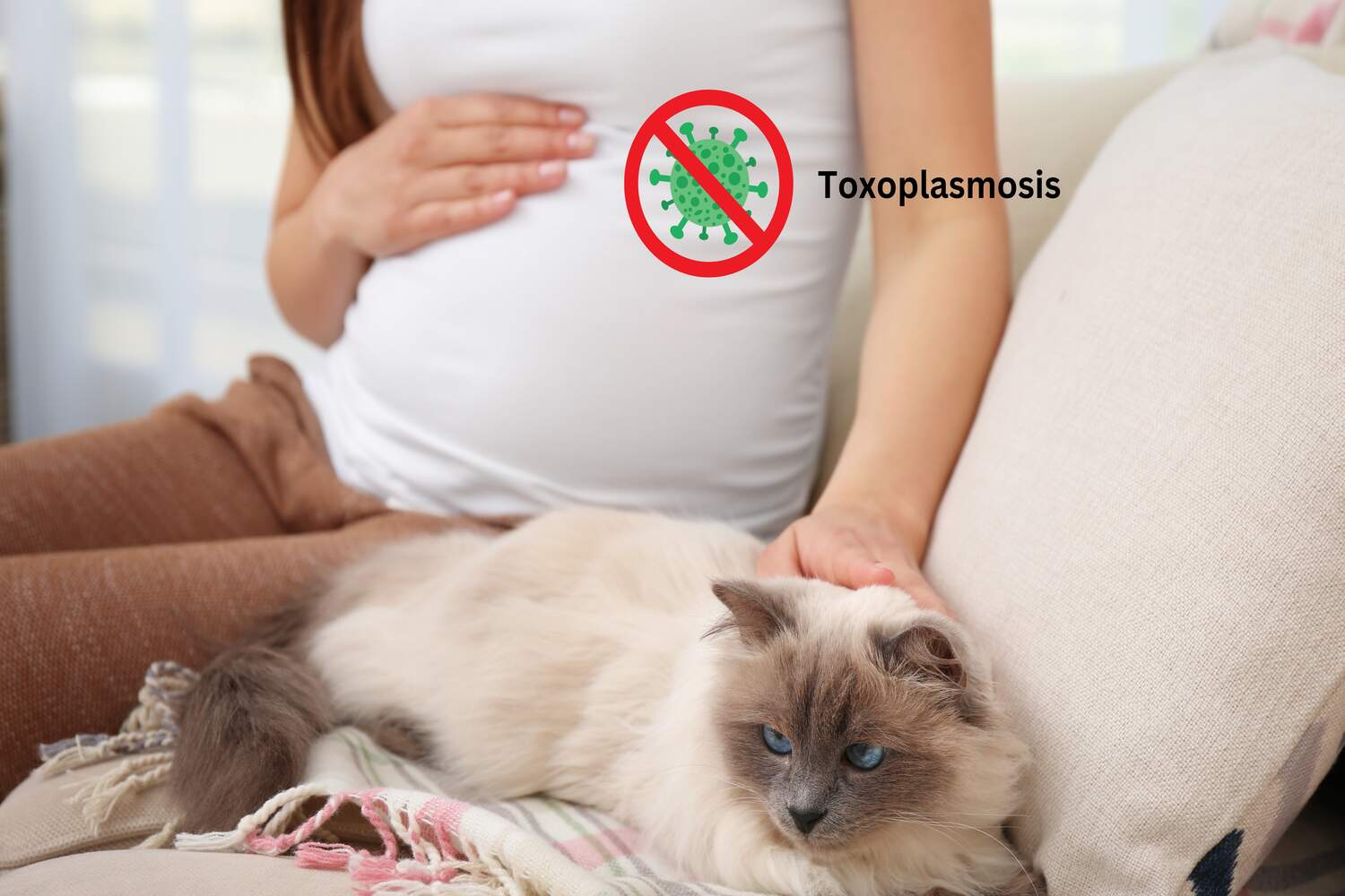 What Is Toxoplasmosis_