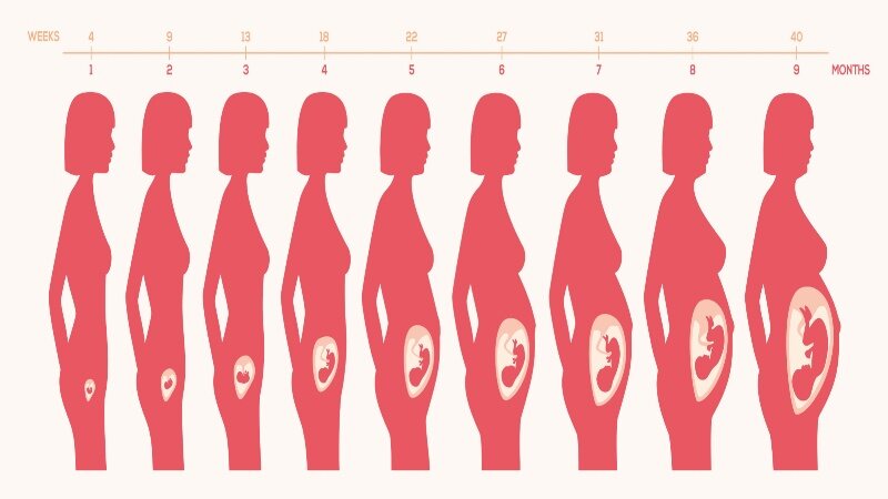 How Long is Pregnancy in Weeks_