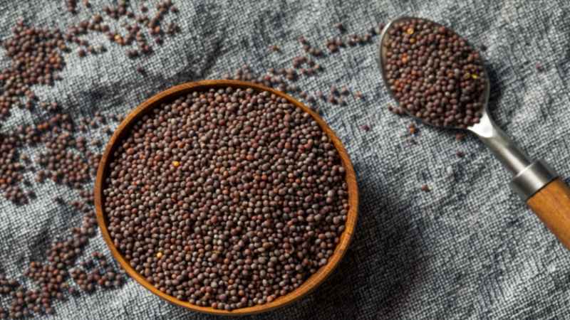 Black Mustard During Pregnancy