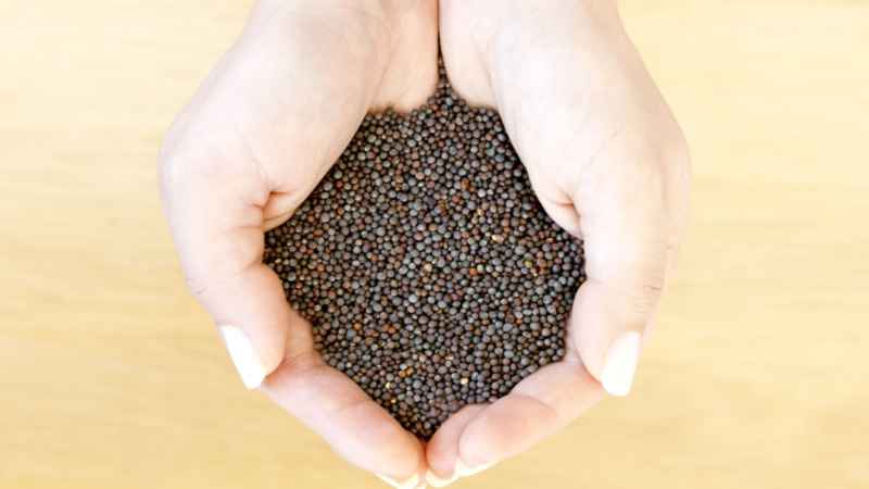 black mustard seeds