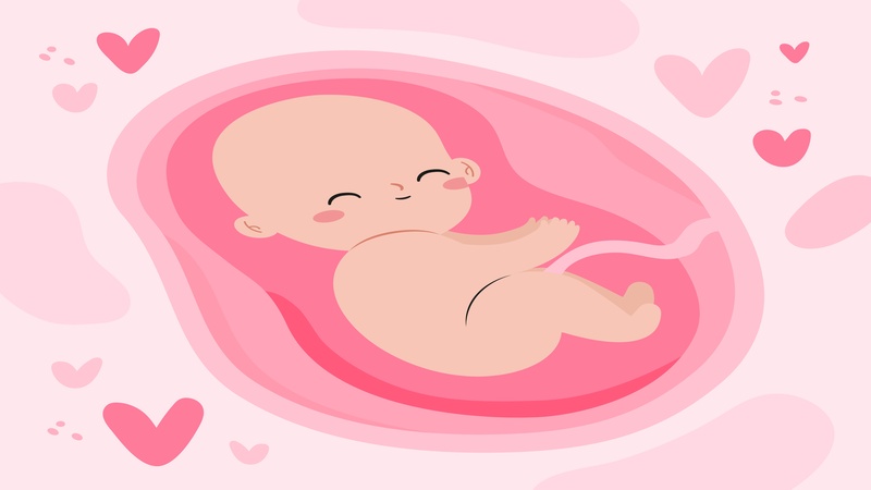 Some Interesting Facts About Placenta