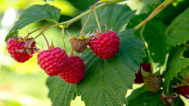 raspberry-leaves