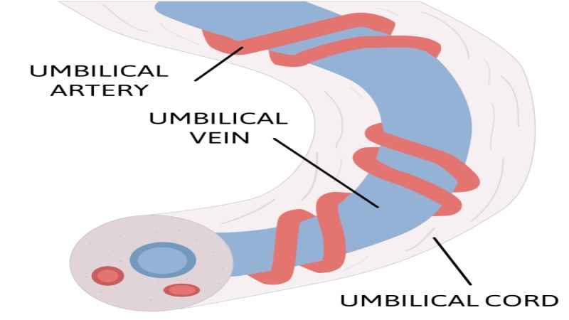 infographics of umbilical 